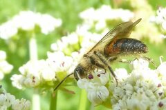 Andrena florea