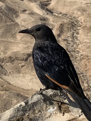 Onychognathus tristramii