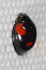 Exochomus quadripustulatus