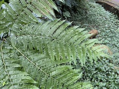 Pteris wallichiana