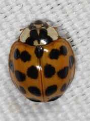 Harmonia axyridis