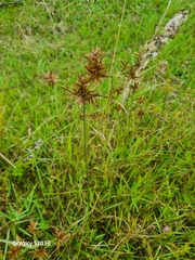 Cyperus polystachyos