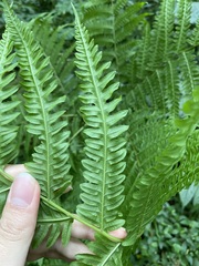 Pteris wallichiana