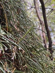 Dendrobium striolatum
