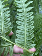 Pteris wallichiana