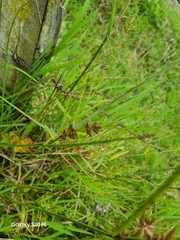 Cyperus polystachyos