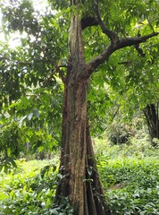 Hydnocarpus pentandrus