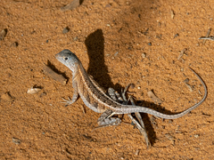 Chalarodon madagascariensis