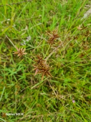 Cyperus polystachyos