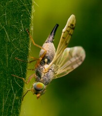 Acanthiophilus helianthi