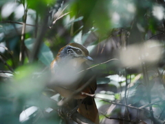 Pterorhinus pectoralis