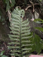Hymenasplenium excisum