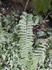Hymenasplenium excisum