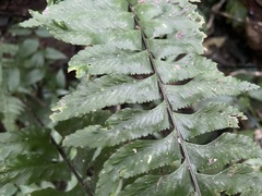 Hymenasplenium excisum