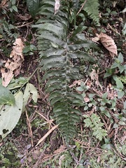 Hymenasplenium excisum