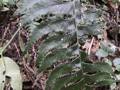 Hymenasplenium excisum
