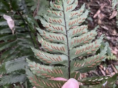 Hymenasplenium excisum