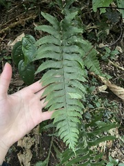 Hymenasplenium excisum