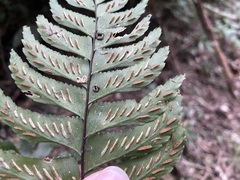 Hymenasplenium excisum