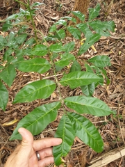 Dysoxylum fraserianum