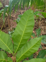 Dysoxylum fraserianum