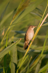 Locustella luscinioides
