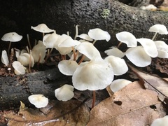 Marasmius pellucidus