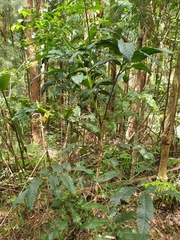 Flindersia schottiana