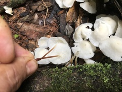 Marasmius pellucidus