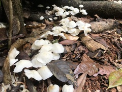 Marasmius pellucidus