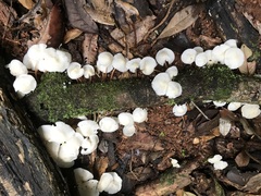 Marasmius pellucidus