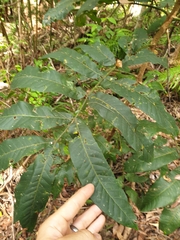 Flindersia schottiana