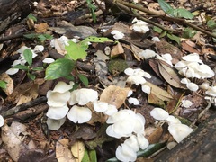 Marasmius pellucidus