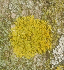 Xanthoria parietina