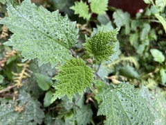 Urtica thunbergiana