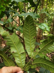 Flindersia schottiana