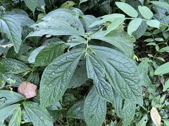 Elatostema platyphyllum