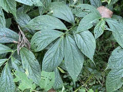 Elatostema platyphyllum
