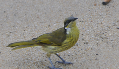 Gavicalis versicolor