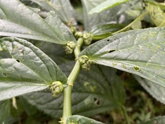 Elatostema platyphyllum