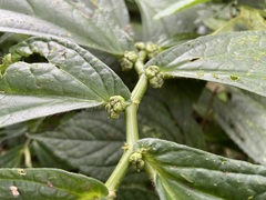 Elatostema platyphyllum