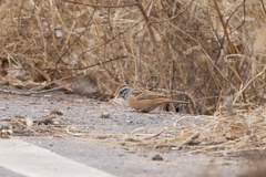 Emberiza godlewskii