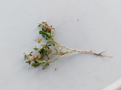 Trifolium tomentosum