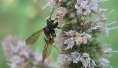 Cerceris rybyensis