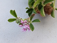 Trifolium tomentosum
