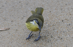 Gavicalis versicolor