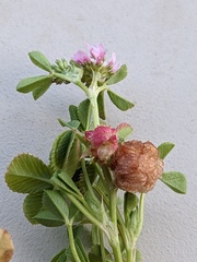 Trifolium tomentosum
