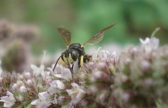 Cerceris rybyensis