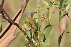 Nesoptilotis flavicollis