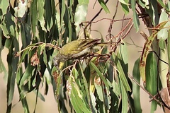 Nesoptilotis flavicollis